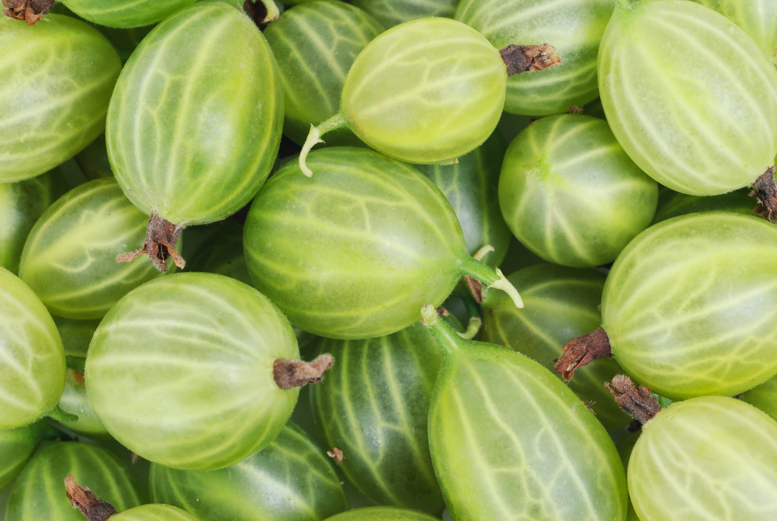 Ayurveda for March: bitter greens, the spring cleanse, and how to break up trapped winter heat
